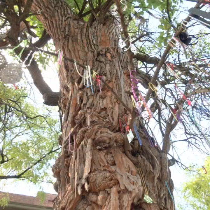 Old Louisville witches tree